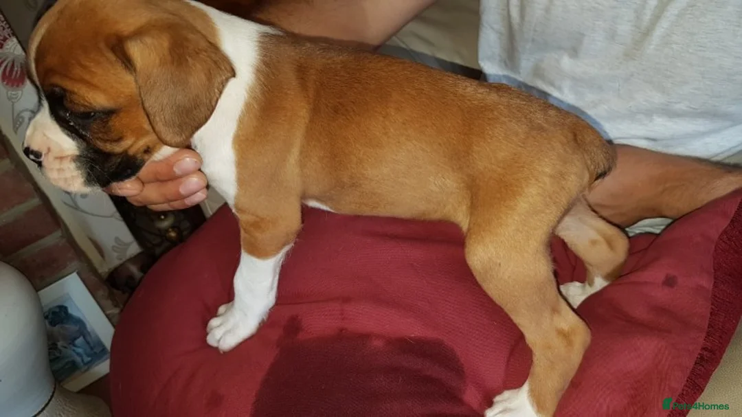 Boxer dogs for stud: Handsome Natural Bobtail Red Dog for Stud in Herne Bay - Advert 5