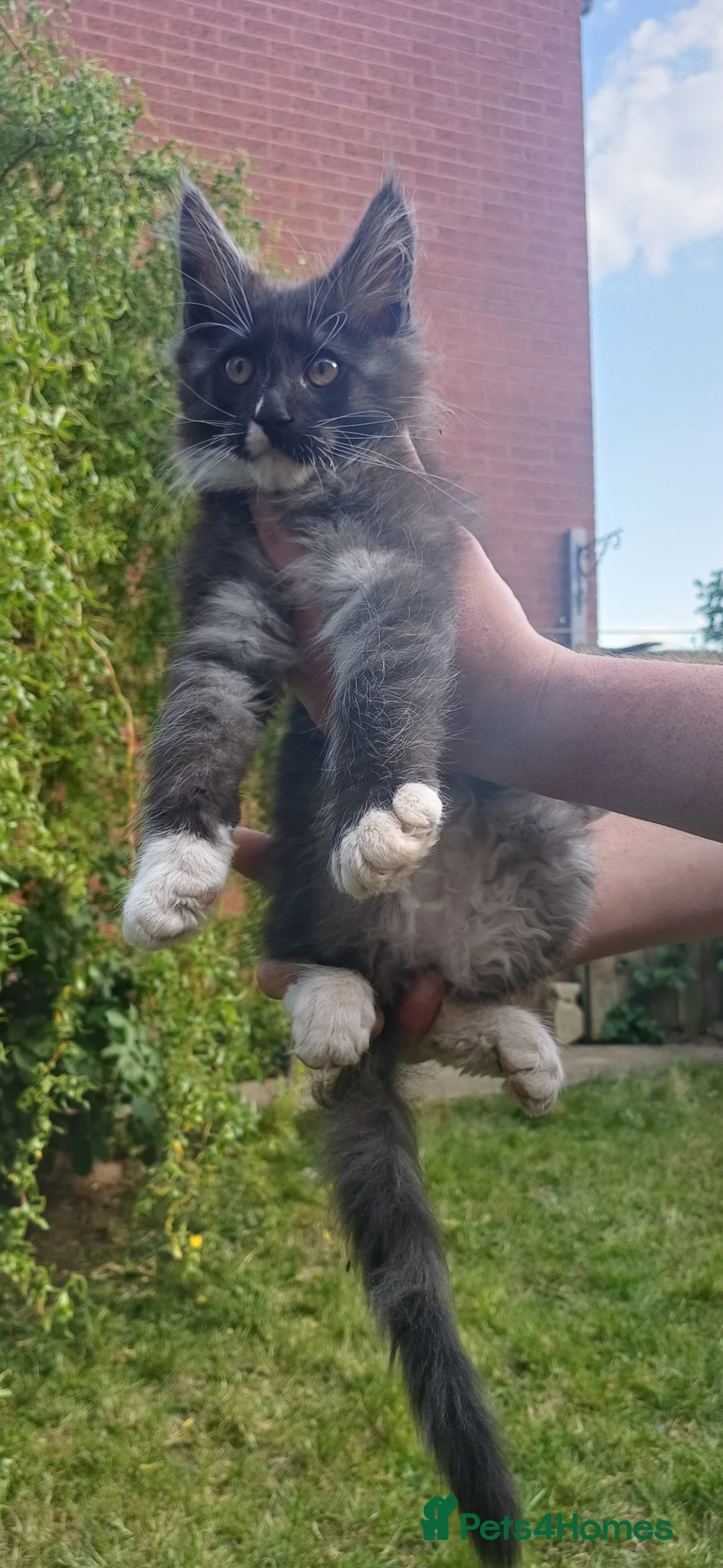 Maine Coon cats for sale: beautiful Maine coon - Advert 2