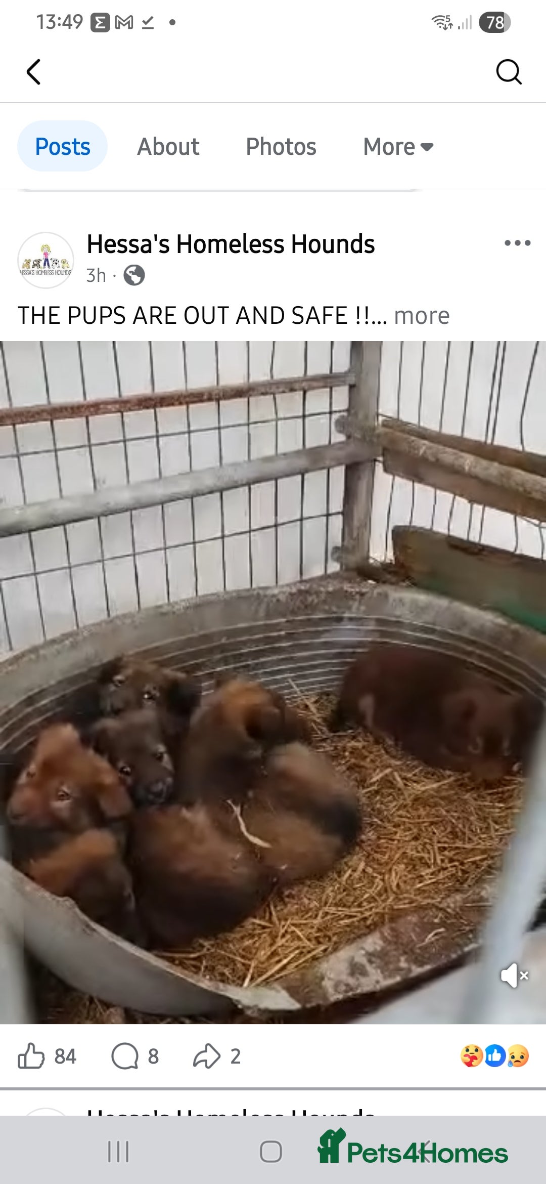 Mixed Breed dogs for sale: French bulldog X dachshund puppy - Advert 6