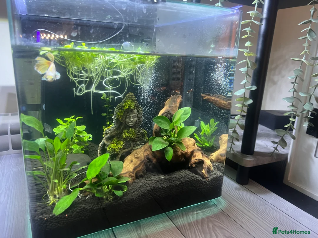 Bettas fish for sale: Elephant ear beta fish for sale with tank in Telford - Advert 2