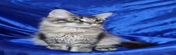 Maine Coon cats for sale: Registered Pedigree Maine Coon Kittens for sale  - Advert 2
