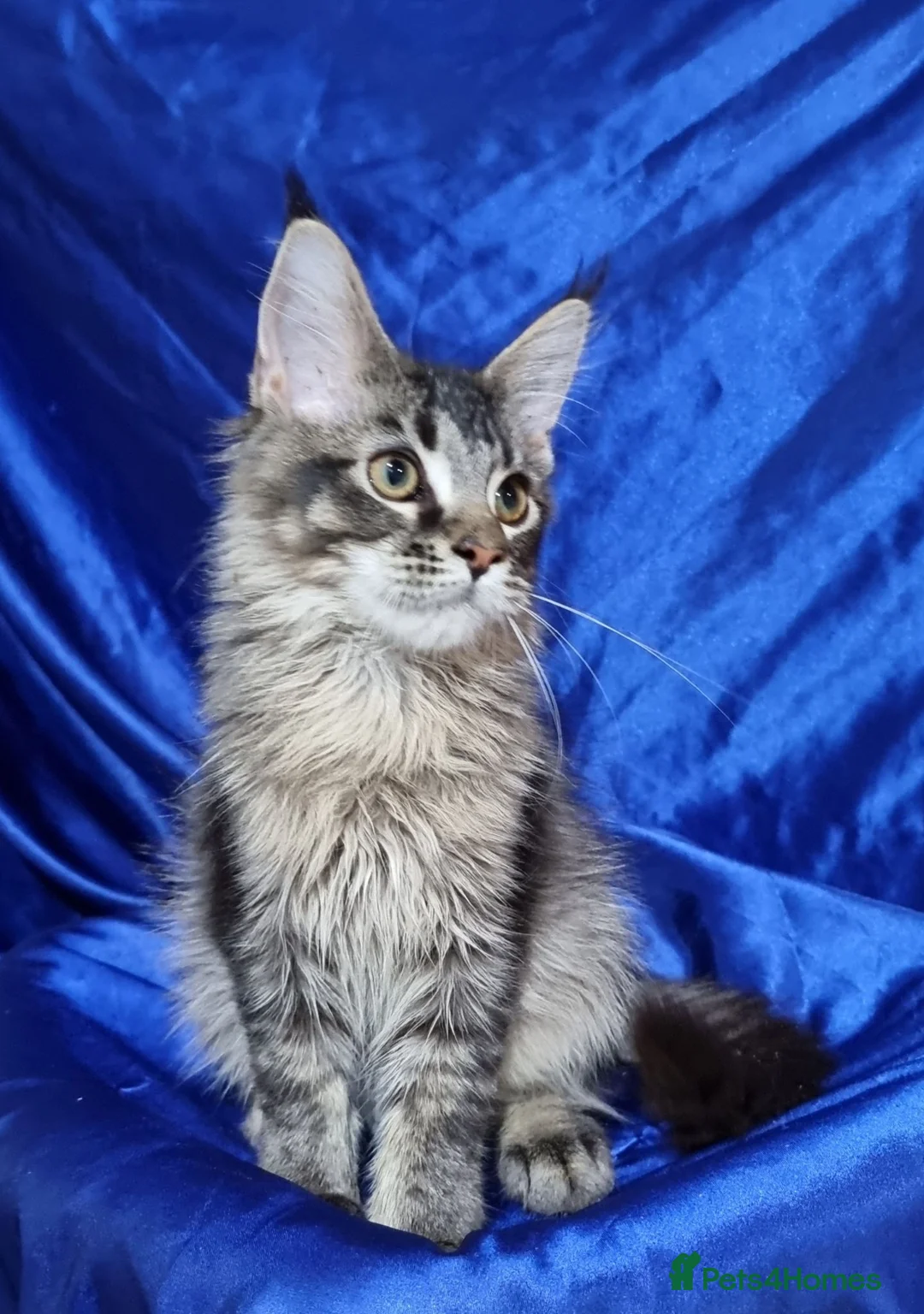 Maine Coon cats for sale: Registered Pedigree Maine Coon Kittens for sale  - Advert 2
