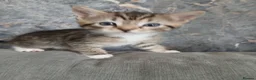 Mixed Breed cats for sale: Four babies ready for their FOREVER homes ❤️ - Advert 20