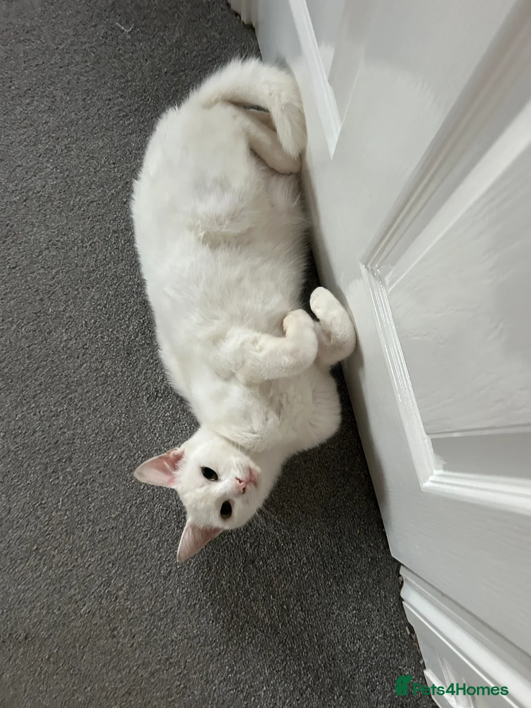 Mixed Breed cats for sale: Grey Tabby and White female  in Crediton - Advert 9