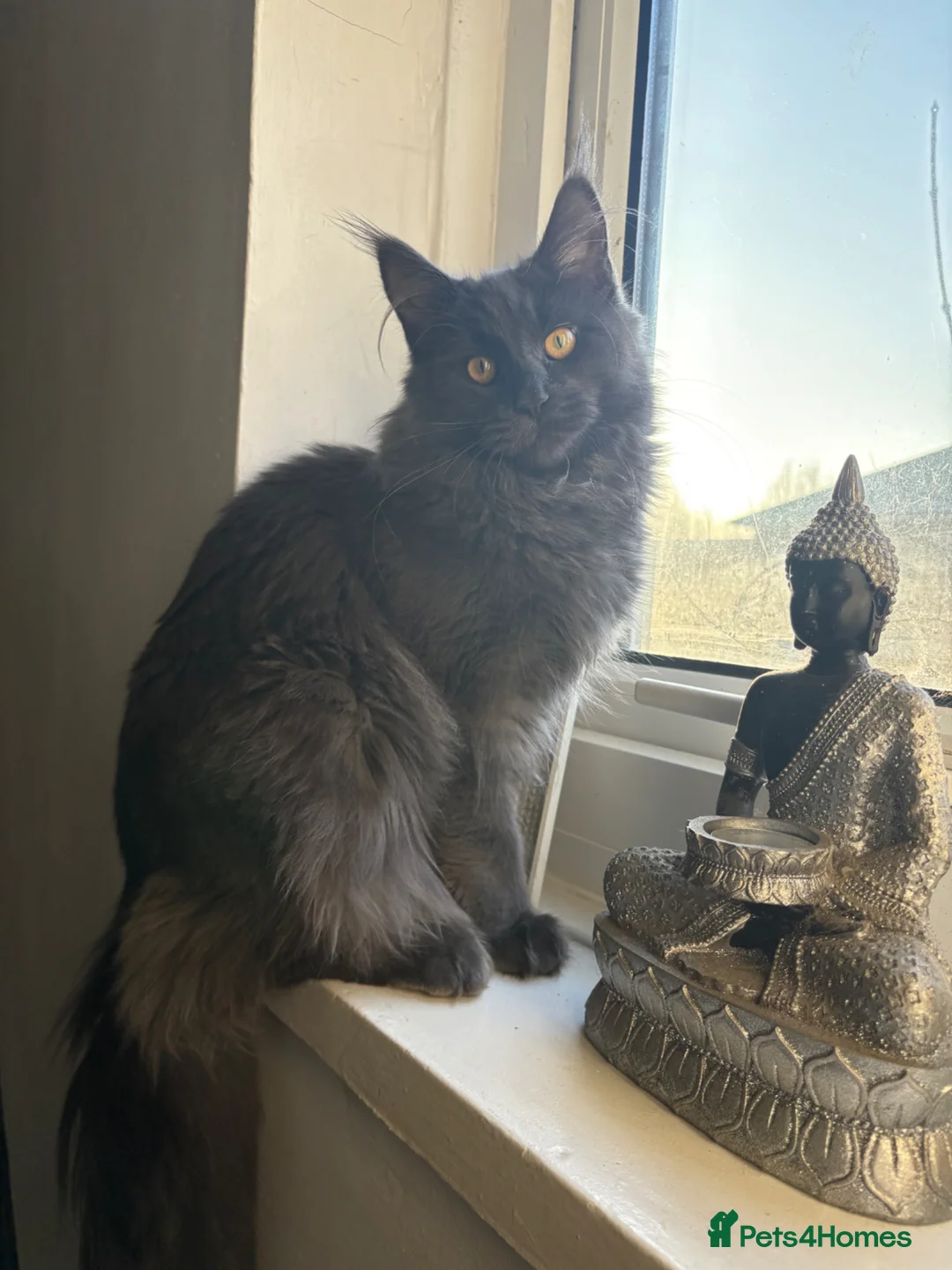 Maine Coon cats for sale: 6 beautiful maincoon kittens  - Advert 1