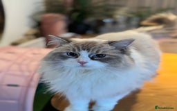 Ragdoll cats for sale: Ragdoll adult  Tica  - Image 14
