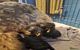 Welsh Terrier dogs for sale: Beautiful Champion Lines KC Welsh Terrier Puppies - Image 13
