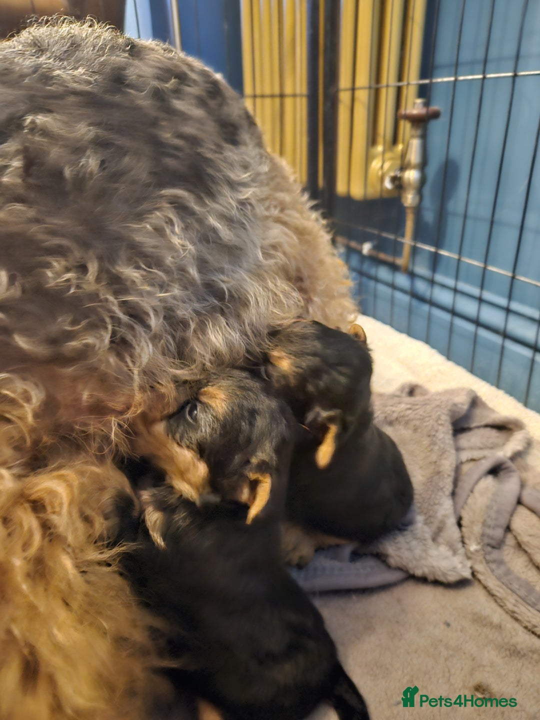 Welsh Terrier dogs for sale: Beautiful Champion Lines KC Welsh Terrier Puppies - Image 13
