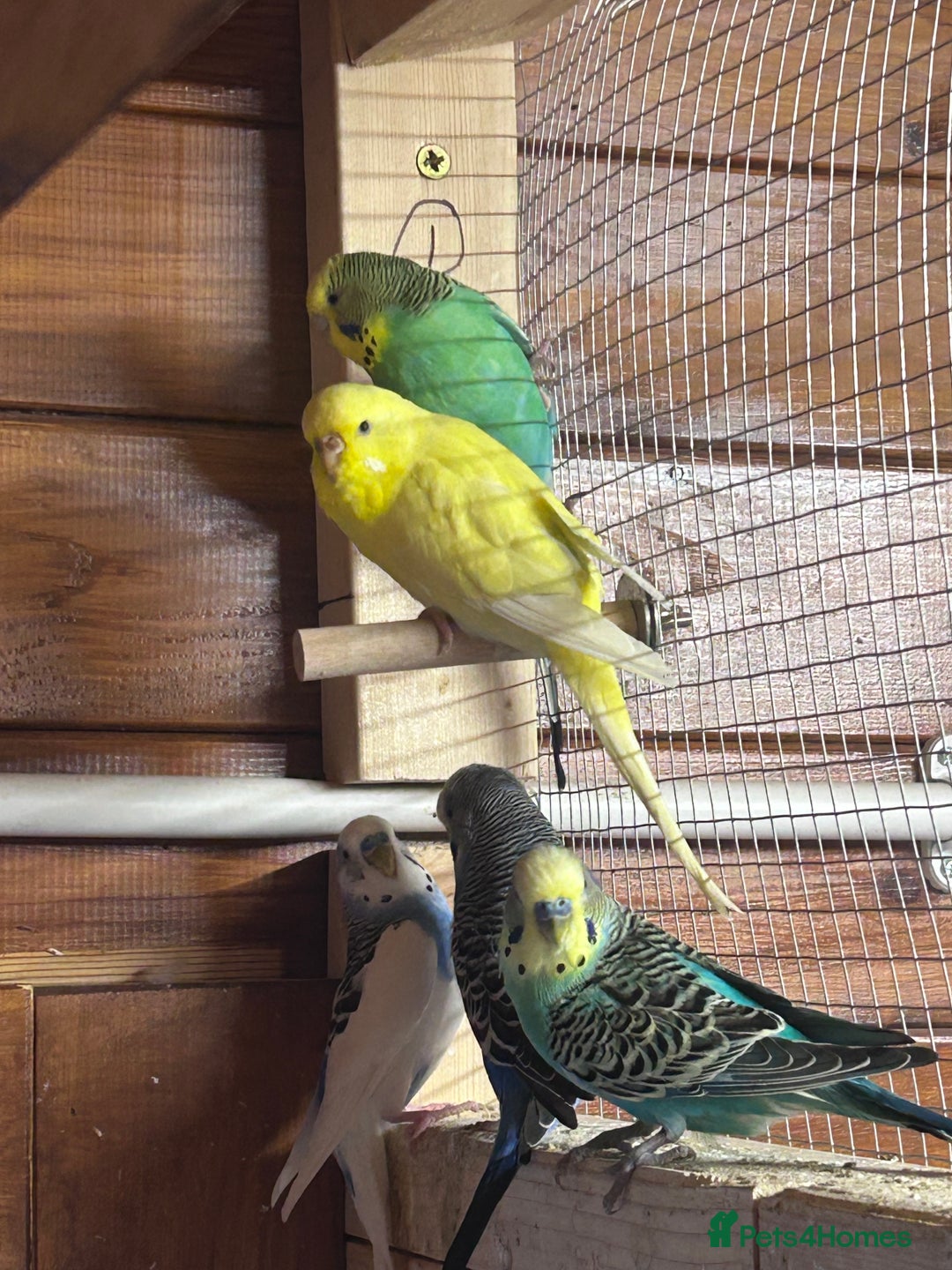Budgerigars birds for sale: 8 budgies for sale - Advert 1