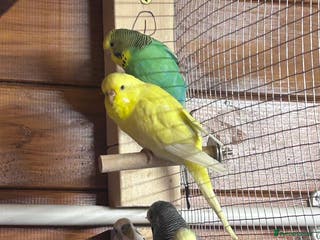 Budgerigars birds 8 budgies for sale - Advert 12