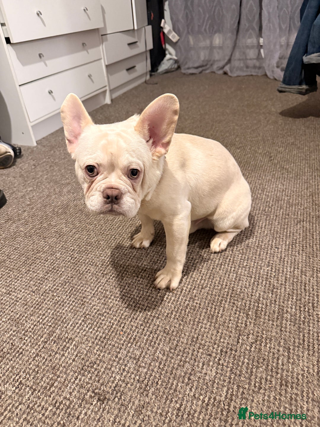 French Bulldog dogs for sale: Pablo  - Advert 6