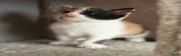 Mixed Breed cats for sale: Kittens Looking for Their Forever Homes!  - Advert 17