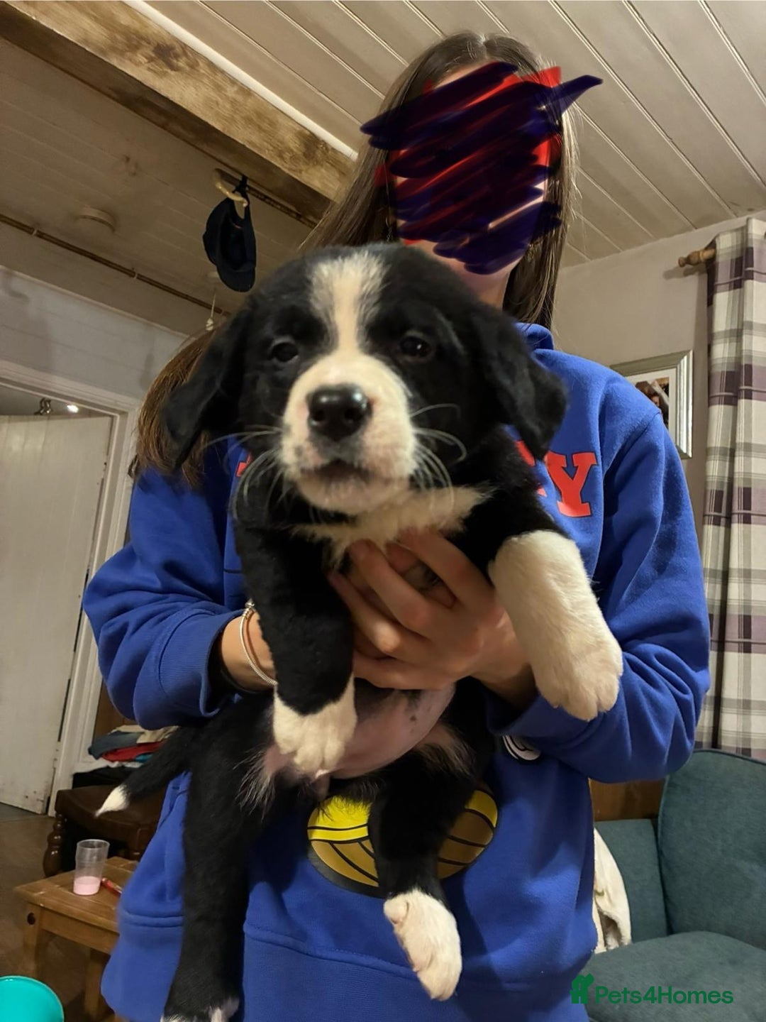 Mixed Breed dogs for sale: Bernese x border collie puppies in Rhayader - Advert 10