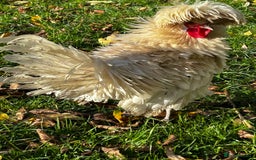 Mixed Breed birds for sale: Bantam Polish, Frizzle and a mix Rooster - Advert 3