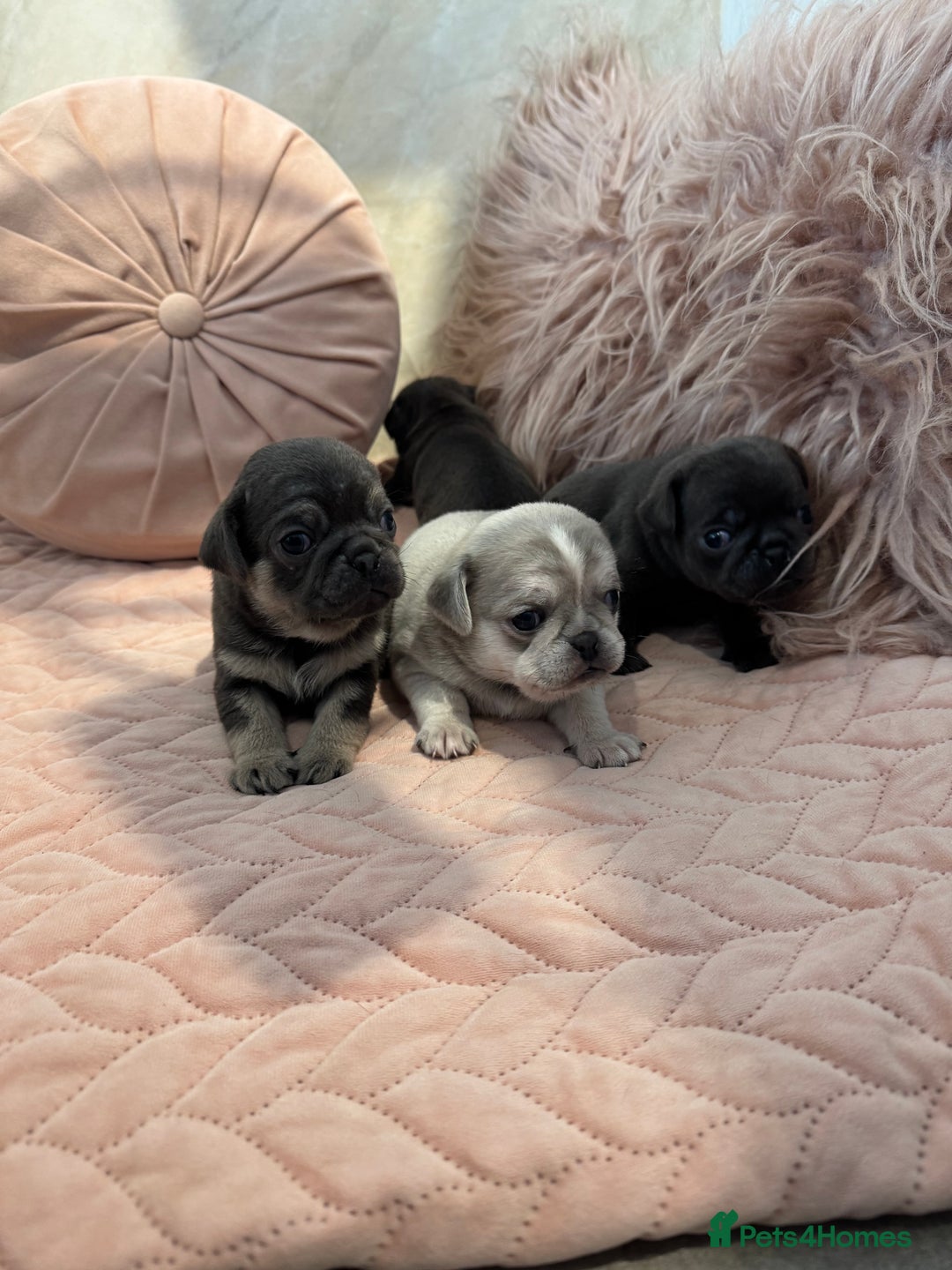 Pug dogs for sale: Only 2 left! Rare coloured pug puppies available  - Advert 28