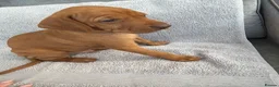Hungarian Vizsla dogs for sale: 🐾 10 Beautiful Hungarian Vizsla Puppies 🐾 - Advert 10