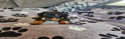 Rottweiler dogs for sale: KC Registered Rottweiler Puppies - Advert 36
