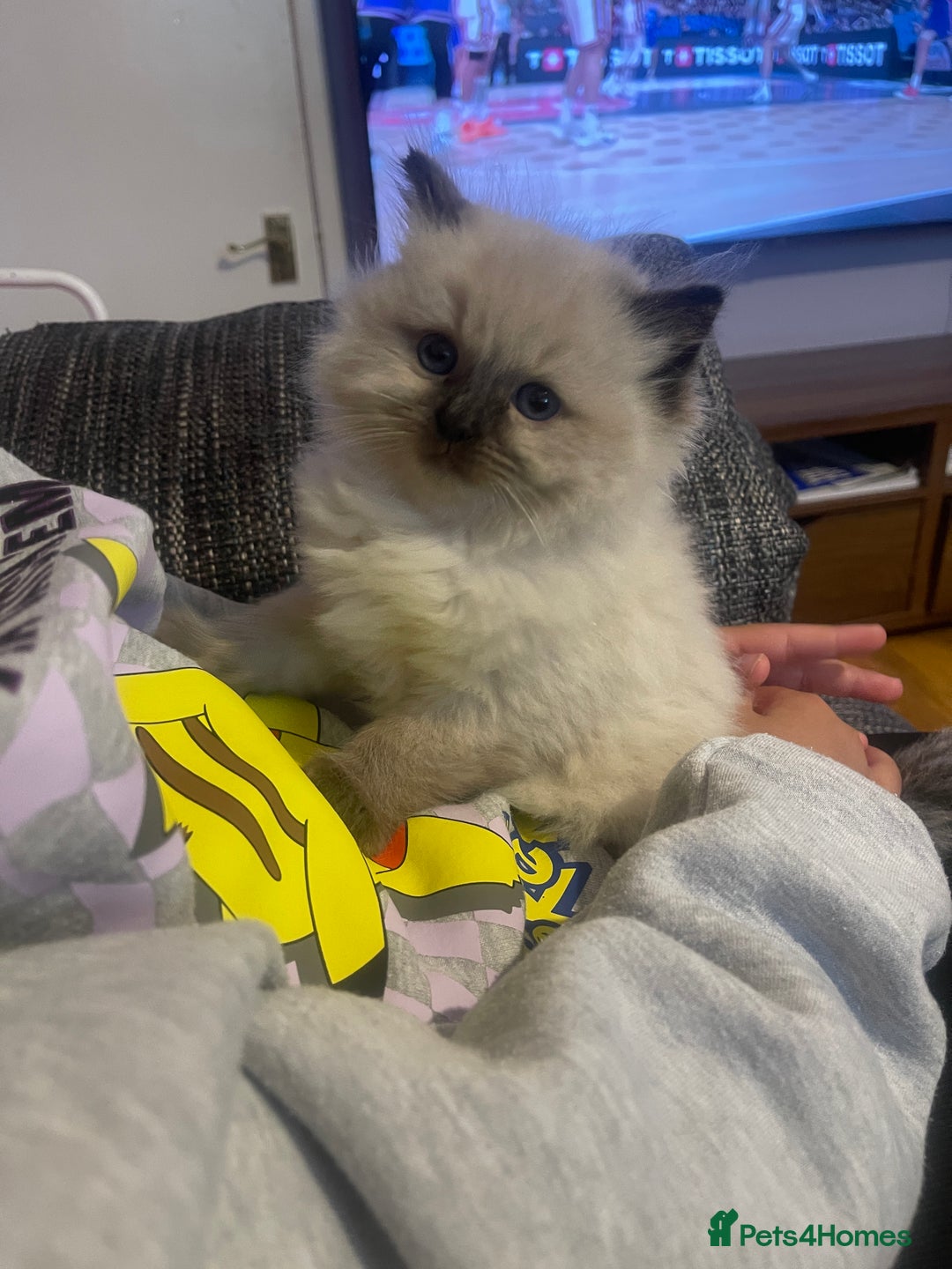 Ragdoll cats for sale:  Beautiful Ragdoll Kittens * 3 BoYs *  - Image 21