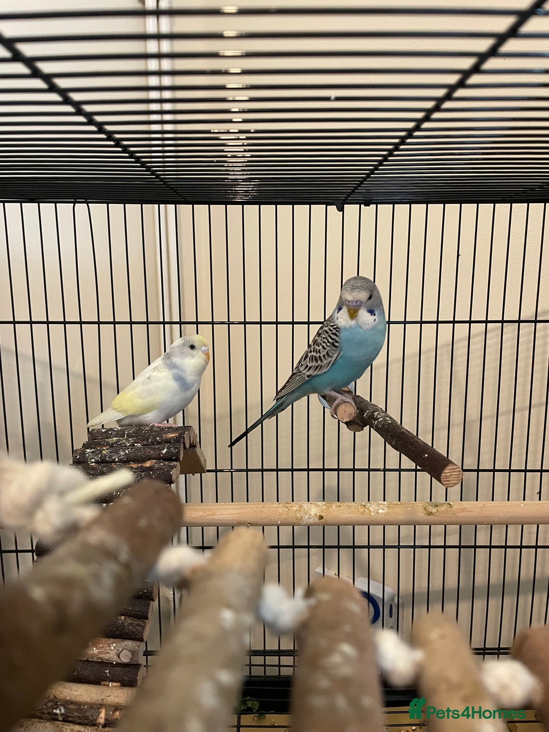 Budgerigars birds for sale: Baby budgies - Advert 3