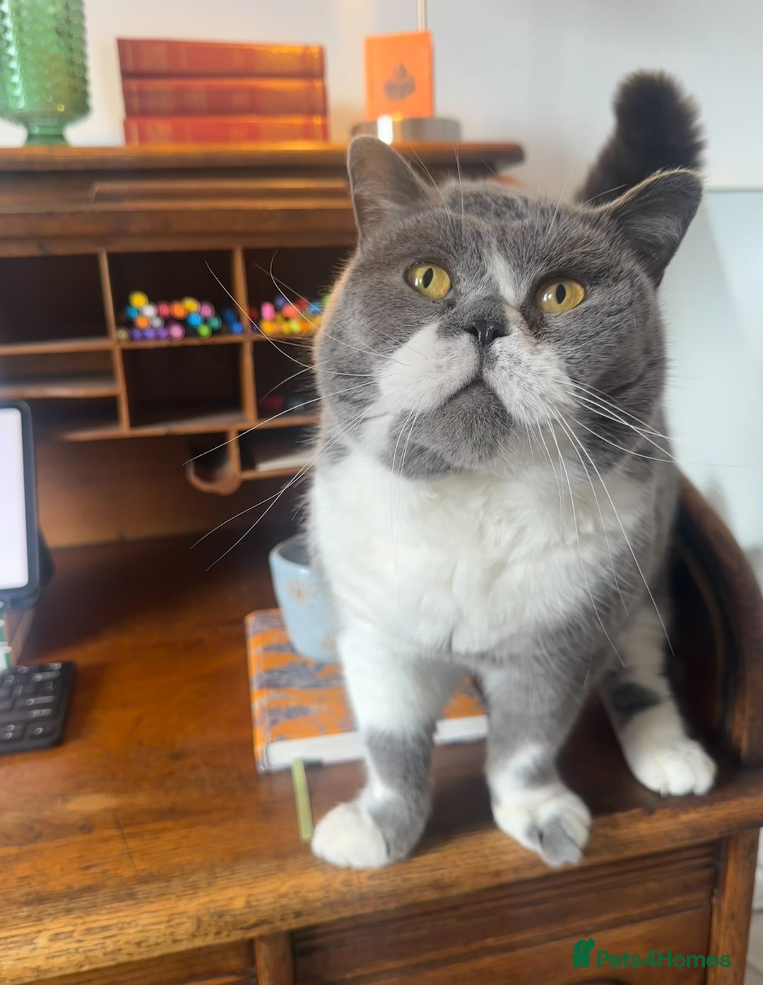 British Shorthair cats for sale: Belle - my beautiful, sweet, indoor baby  - Advert 2