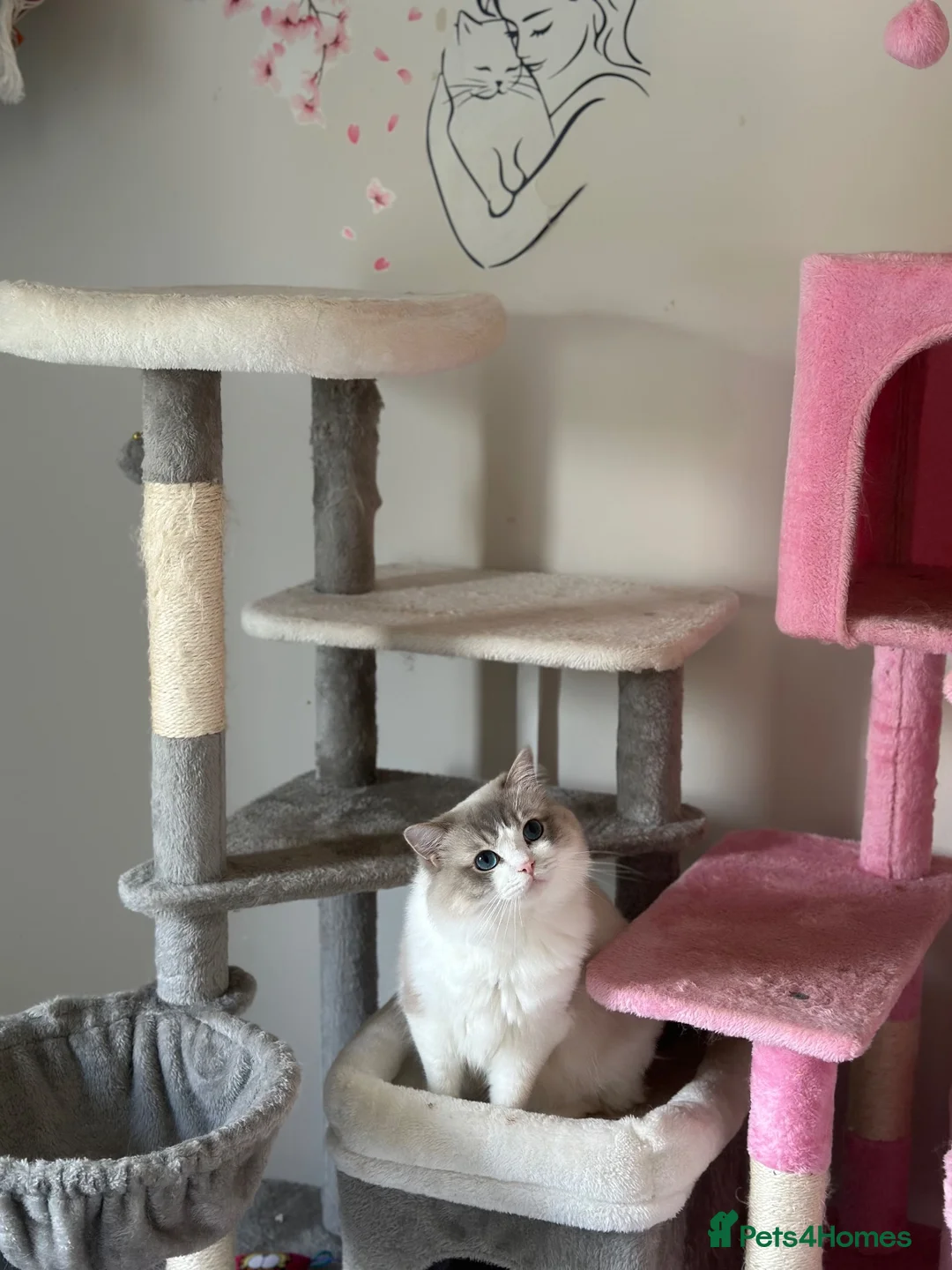 Ragdoll cats for stud: Ragdoll stud  - Advert 2