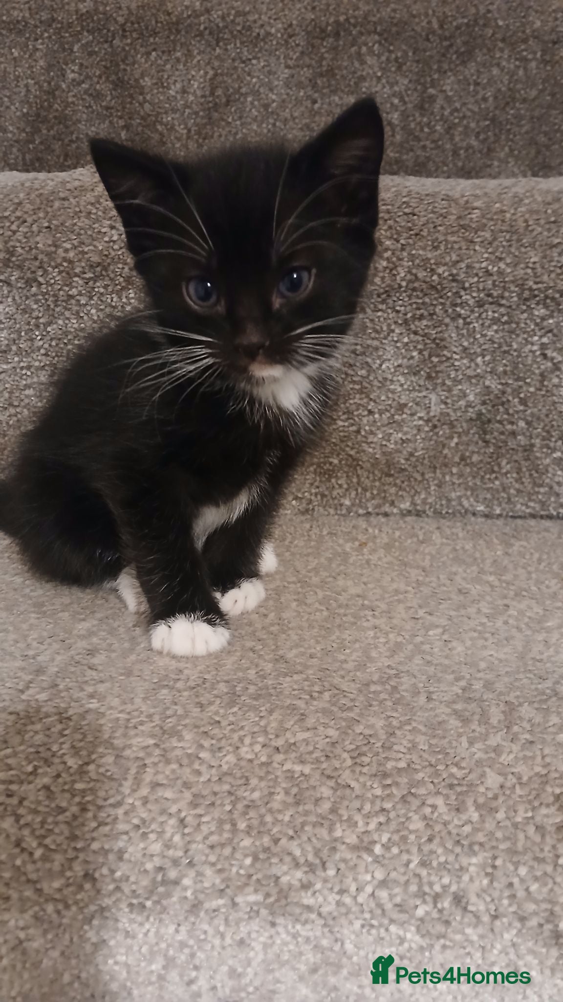Mixed Breed cats Lovely little boy kitten  - Advert 2