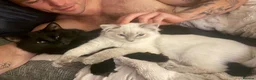 Ragdoll cats for sale: Our foster baby, tuna ❤️ - Advert 7