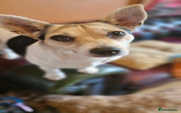 Jack Russell dogs for sale: Gorgeous adult female jack Russell  - Image 18