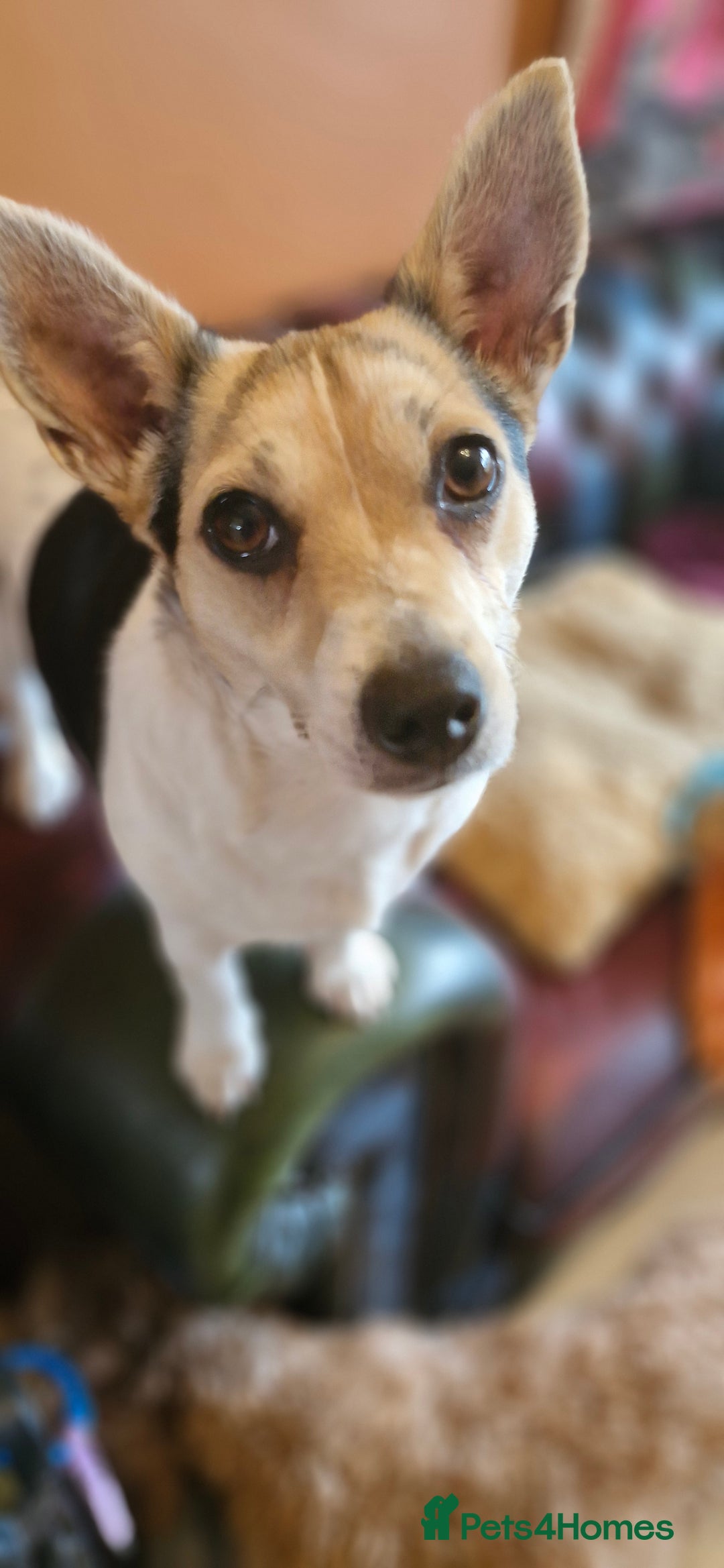 Jack Russell dogs for sale: Gorgeous adult female jack Russell  - Image 18