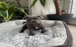 Staffordshire Bull Terrier dogs for sale: 🔷 Pharaon Champion Line Pups 🔷 in Wolverhampton - Image 26