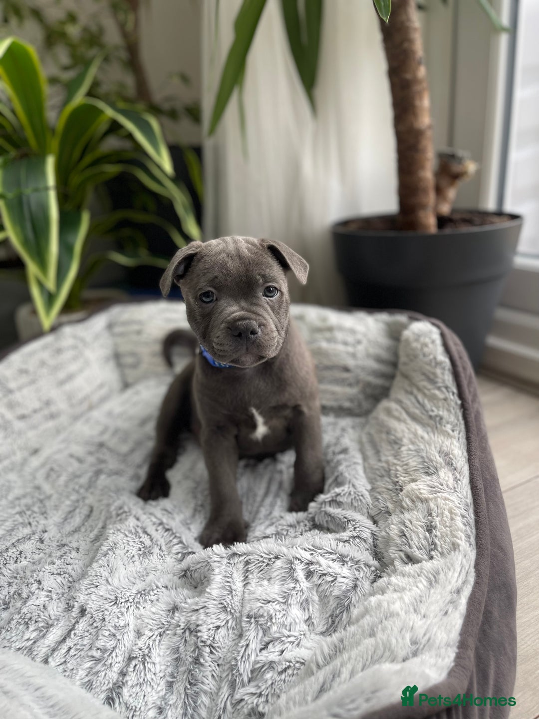 Staffordshire Bull Terrier dogs for sale: 🔷 Pharaon Champion Line Pups 🔷 in Wolverhampton - Image 26