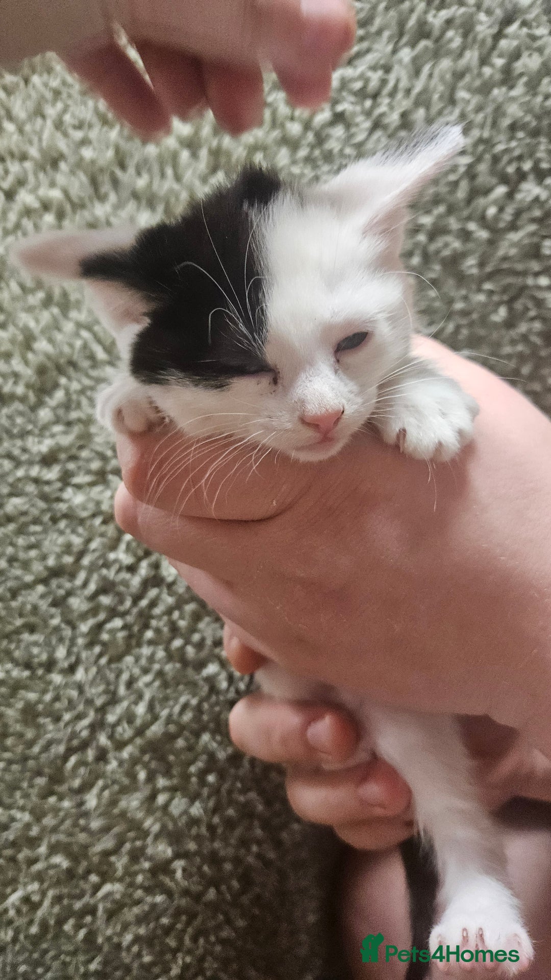 Mixed Breed cats for sale: Kittens  - Advert 20