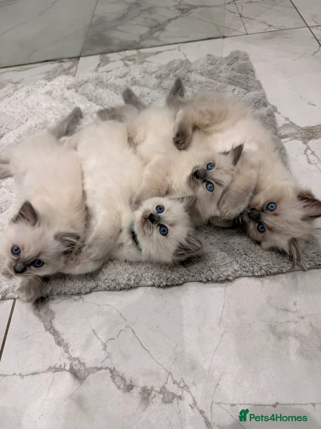 Ragdoll cats for sale: Beautiful Ragdoll kittens available for adoption - Advert 2