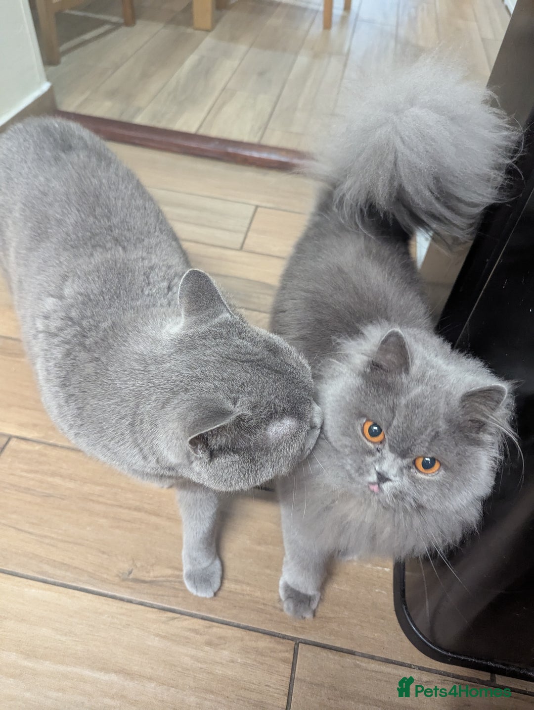 British Longhair cats for sale: Beautiful cat Luna looking for a loving home. - Advert 2