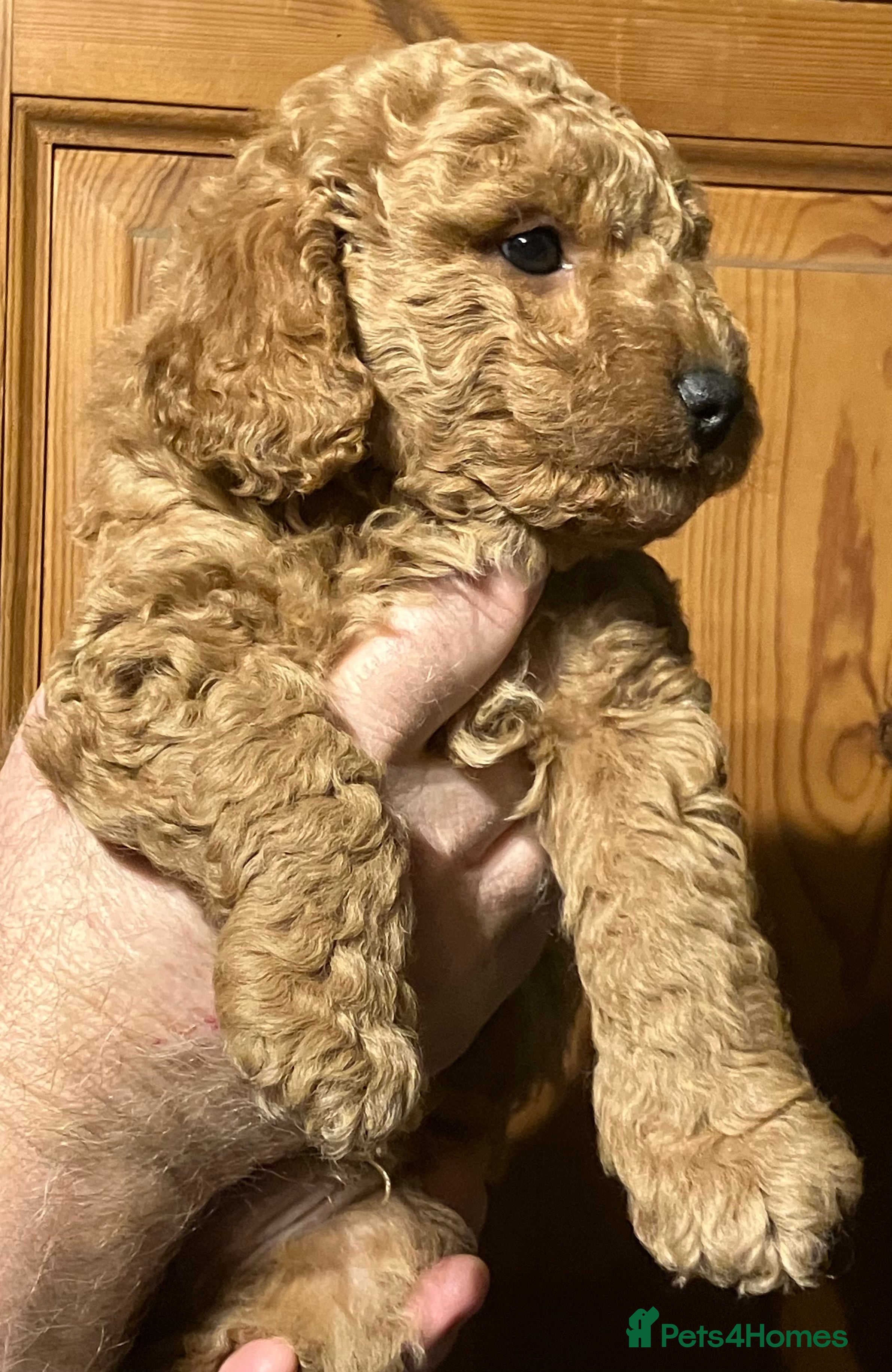 Cockapoo dogs COCKAPOO PUPPIES RED & BLACK in CAMBRIDGESHIRE  - Advert 6