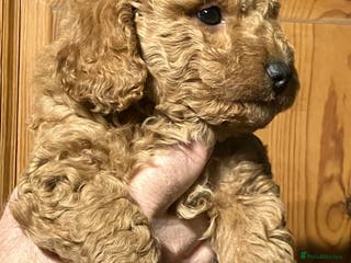 Cockapoo dogs COCKAPOO PUPPIES RED & BLACK in CAMBRIDGESHIRE - Advert 4