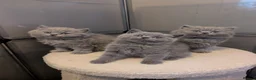 British Shorthair cats for sale: GCCF British Shorthair and longhair kittens  - Advert 4