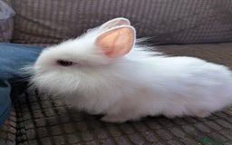 Lionhead rabbits for sale: Lionhead x Netherland dwarf - Image 13