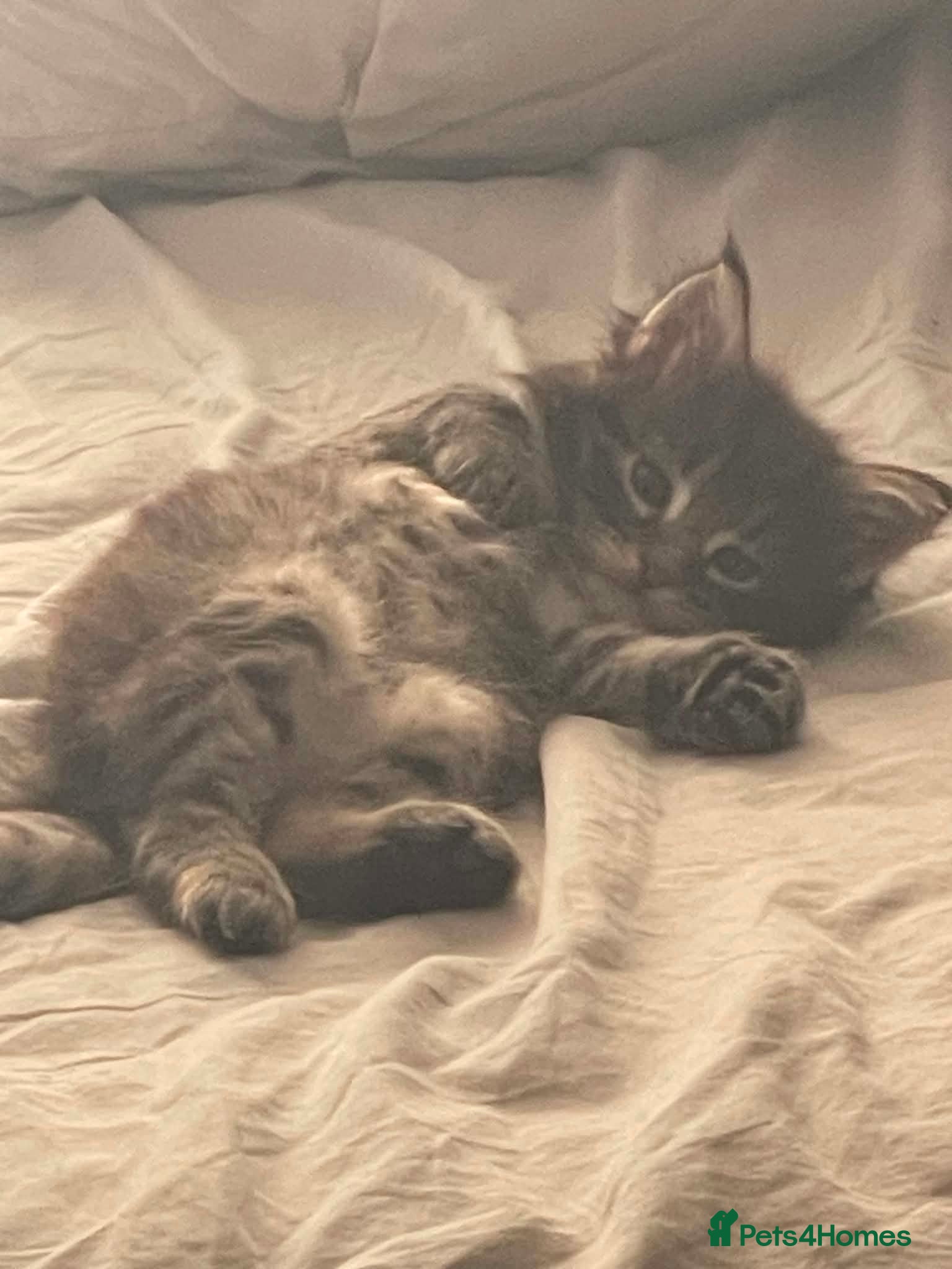 Maine Coon cats for sale: Maine coon kittens - Advert 11