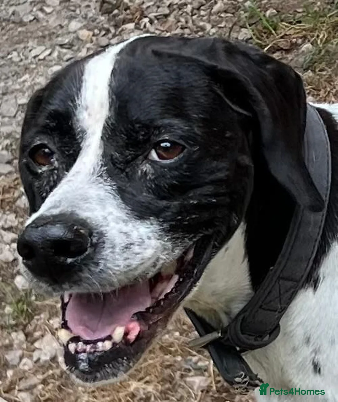 Pointer dogs for adoption: Arpa  in New Romney - Advert 2