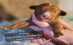 Cavapoo dogs for sale: Exceptional Quality F1 Cavapoos - Advert 4