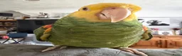 Parrots birds for sale: Amazon parrot - Advert 2