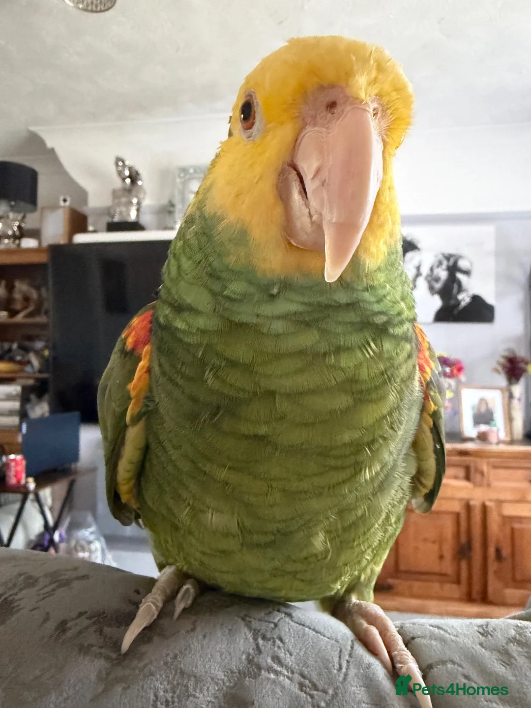 Parrots birds for sale: Amazon parrot - Advert 2