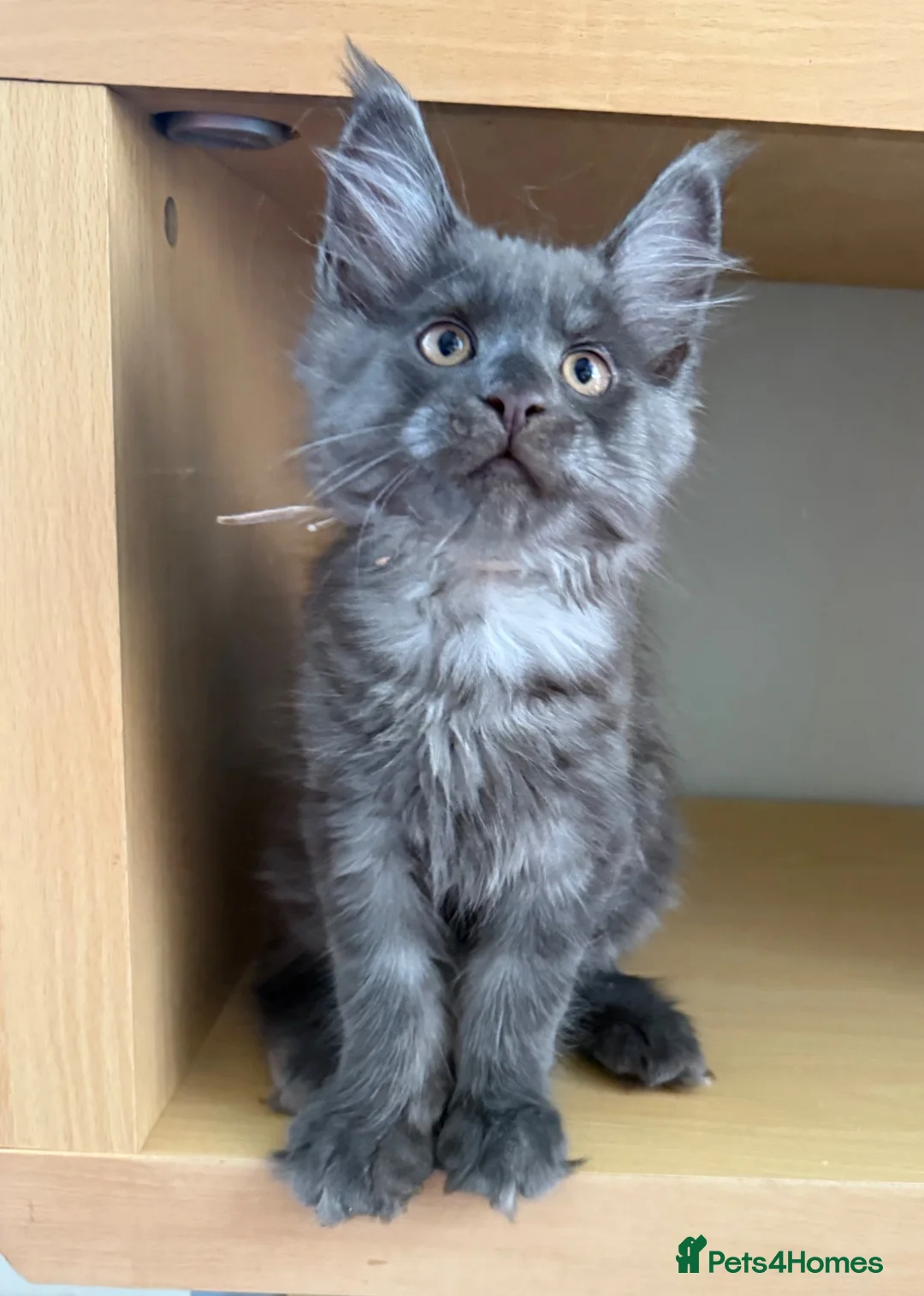 Maine Coon cats for sale: Handsome boys - Advert 5