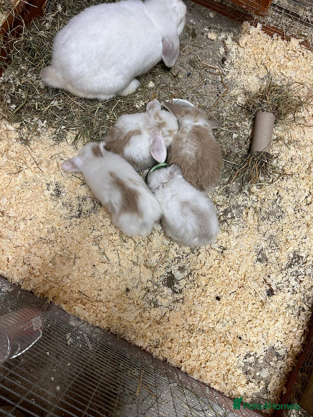 Mini Lop rabbits for sale: Beautiful baby pure bred mini lops  - Advert 1
