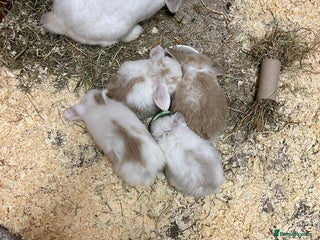 Mini Lop rabbits Beautiful baby pure bred mini lops - Advert 2