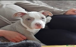American Bully dogs for sale: Pocket bully - Image 3