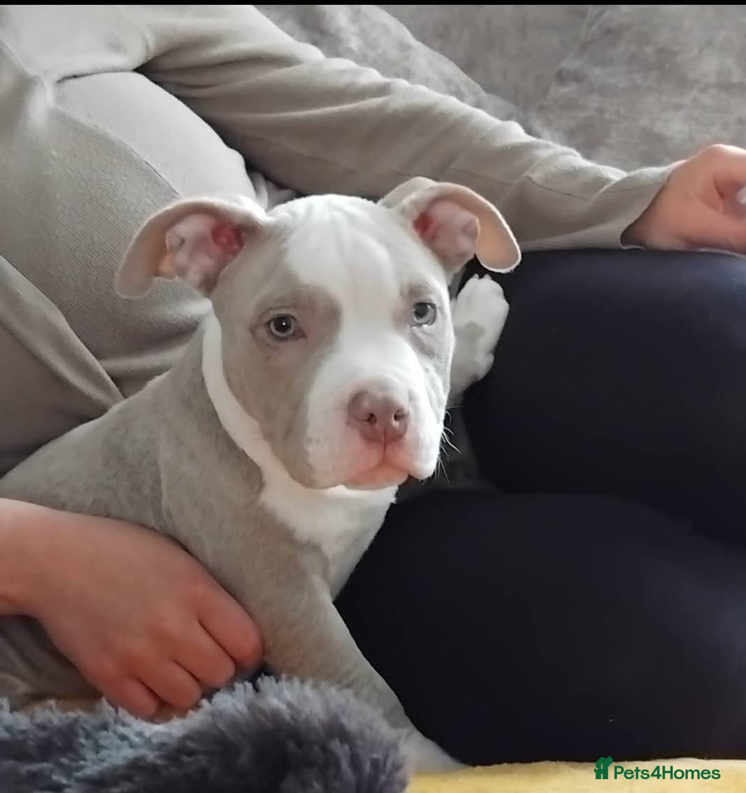 American Bully dogs for sale: Pocket bully - Image 3
