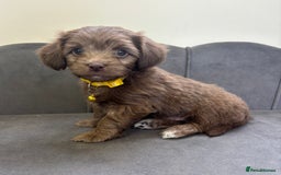 Chipoo dogs for sale: Stunning Chipoo Pups DNA Health Tested - Image 12