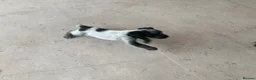 Cocker Spaniel dogs for sale: Beautiful Roan pups  - Advert 14